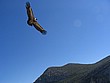 IMG_1101.jpg